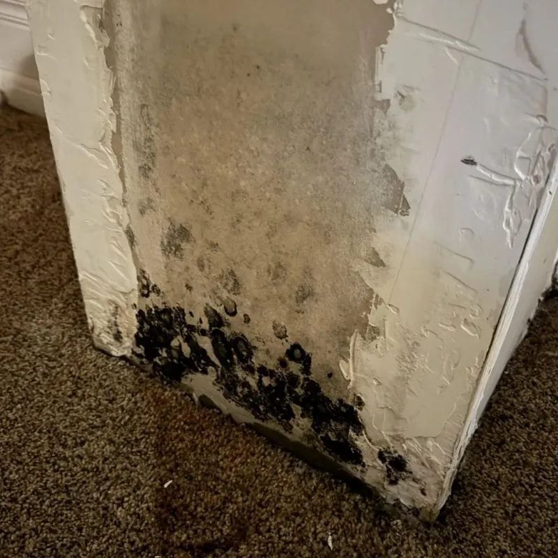 Professional Mold Removal in Overland, MO